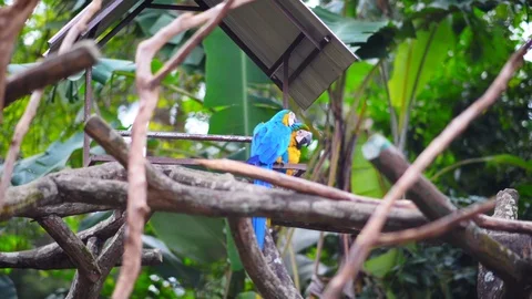 Two parrots on tree Stock Footage 98986284
