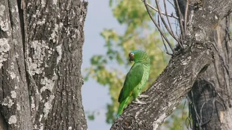 Two Parrots On Tree (HD) Stock Footage 11280377