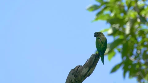 Two Parrots on a Tree in the Rainforests Stock Footage 236506061