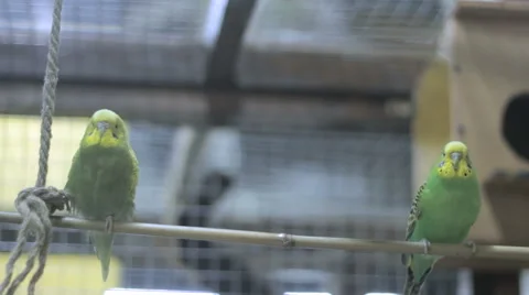 Two parrots on a tree swing 3 스톡 동영상 62863716