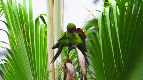 Two parrots on tropical palm tree with vivid plumage and lush green jungle Stock Footage 310330412
