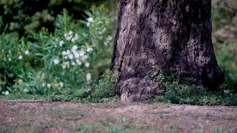 Two parrots walk under the crown of a big tree and eat grass Stock Footage 113408135