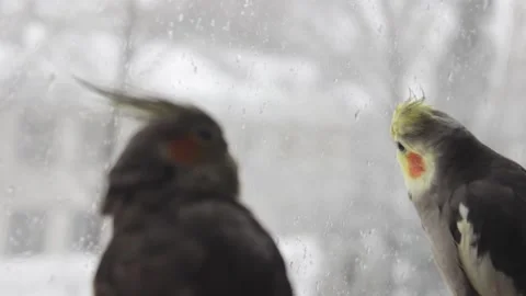 Two parrots watching the rain in the window, selective focus Stock Footage 184439690