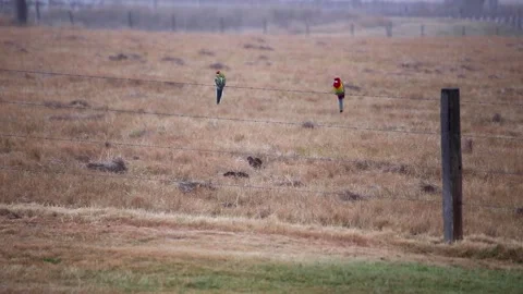 Two Parrots on Wire Fence Video stock 191663437