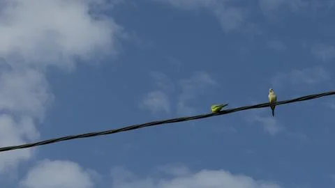 Two parrots on a wire with one flying away gracefully Stock Photos