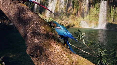 Two parrots on wooden in jungle. Two beautiful parrots in green habitat. two Stock Footage 106484809