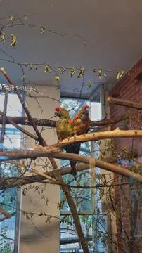 Two parrots.jpeg Stock Photos