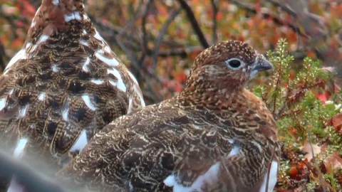 Two partridges hide under bushes in the autumn forest. Stock-Footage 75419666