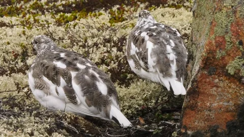 Two partridges thought about the meaning of life in the tundra. Stock Footage 291930285
