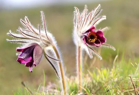 Two pasque flowers 스톡 사진