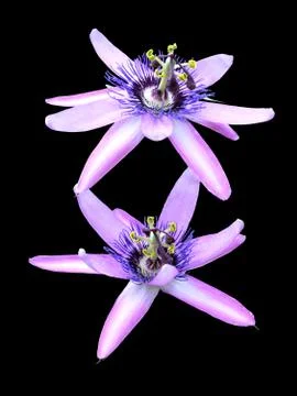 Two passion flowers Stock Photos