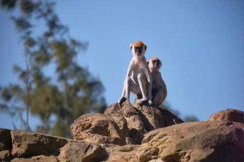 Two patas monkeys Stock Photos