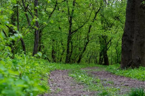 Two paths in a dense green forest Stock Photos