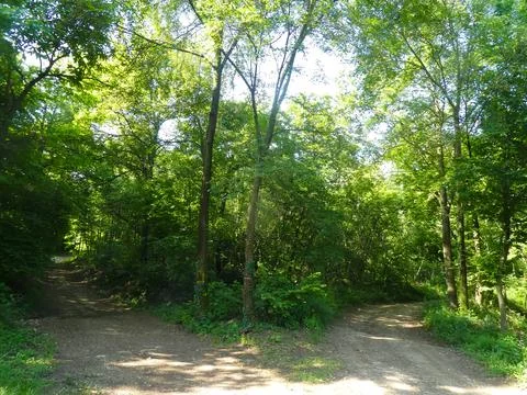 Two paths to the right and left in the woods and you have to choose which i.. Stock Photos
