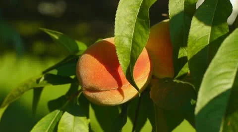 Two peaches on tree closeup Stock Footage 11846253