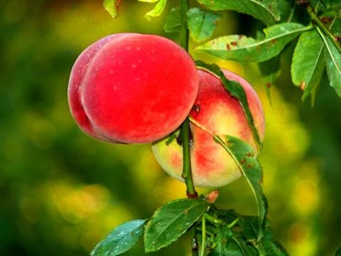 Two peaches on the tree Stock Photos