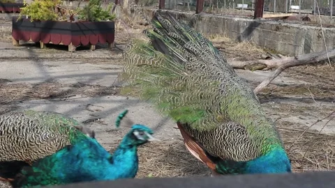 Two peacock birds in the zoo Stock Footage 160109256
