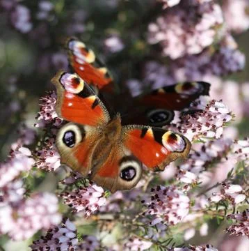 Two  peacock butterflies mating. Stock Photos