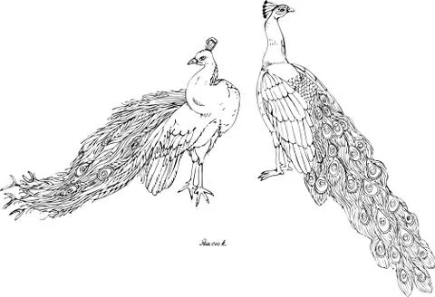 Two peacocks, black and white vector illustration. Hand drawing Stock Illustration