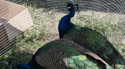 Two peacocks in cage Stock Footage 24016274