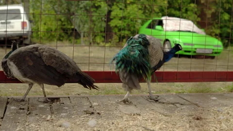 Two peacocks dart from side to side in a cage on a farm. Feather animals Stock Footage 161265154
