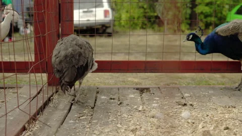 Two peacocks dart from side to side in a cage on a farm. Feather animals in the Stock Footage 161266518