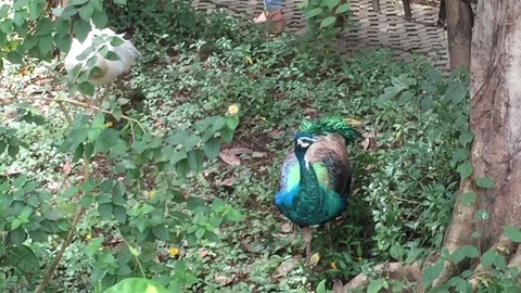 Two peacocks eat on the grass Stock Footage 82118466