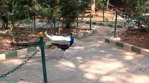 Two Peacocks Video stock 163822654