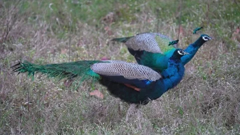 Two peacocks going on a feed walk in Pench national park Stock Footage 337941620