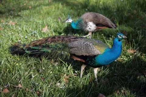 Two peacocks on the grass Stock Photos