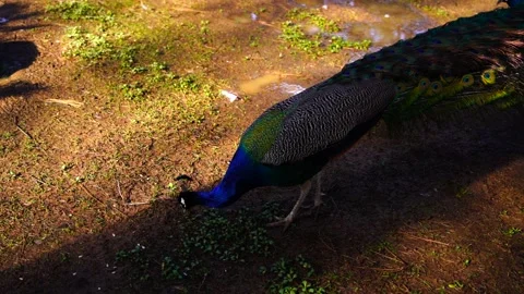 Two peacocks in the park Stock Footage 151036347