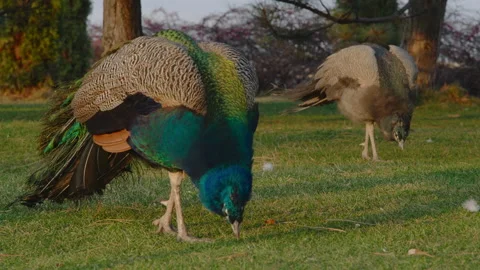 Two peacocks peck at the green grass in a clearing in the city park Stock Footage 185629908