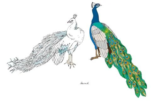 Two peacocks, plain and white, color vector illustration. Hand d Stock Illustration