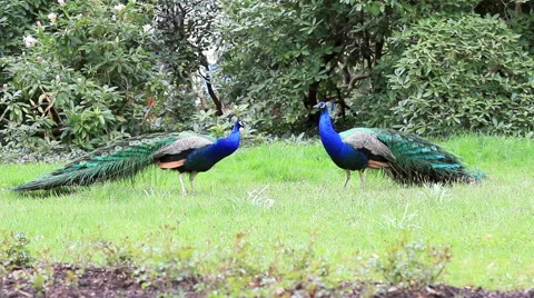 Two peacocks ready to fight Stock Footage 41289670