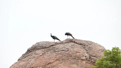 Two peacocks resting on top of a huge boulder in Jawai national park Stock Footage 289844677