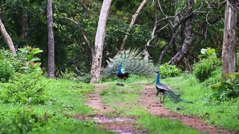 Two peacocks spreading their wings in the open in Bandipur national park Stock Footage 279071326