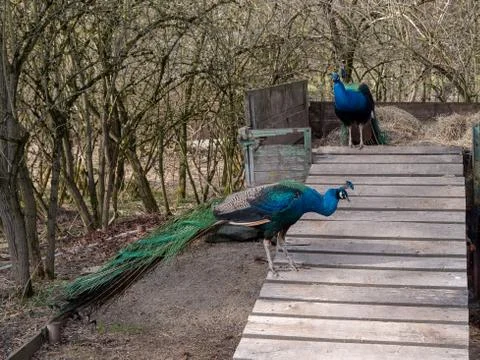 Two peacocks standing on a pendant Stock Photos