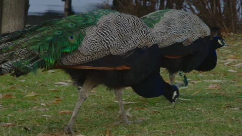 Two peacocks walk in a clearing in the park and peck at the green grass Stock Footage 183019045