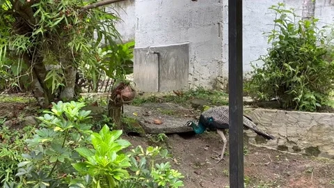 Two peacocks walking eating at the backyard of a urban household Stock Footage 203485373