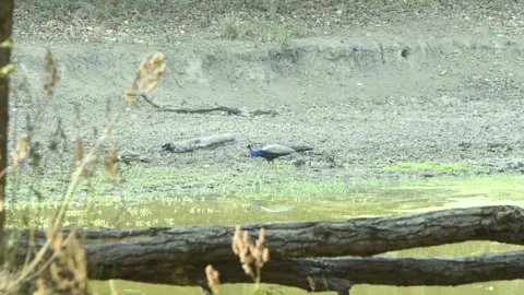 Two Peafowl Stock Footage 205427662