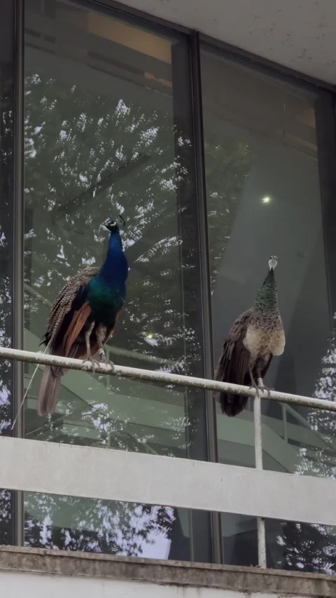 Two Peafowl Resting Side by Side on a Railing Against a Modern Building Stock Footage 347589105