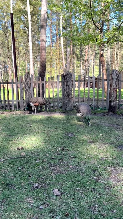 Two peafowls walking and feeding on grass near wooden fence in natural forest pa Stock Footage 334787102