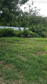 Two peahens walking and foraging on lash green grass in tropical park Stock Photos