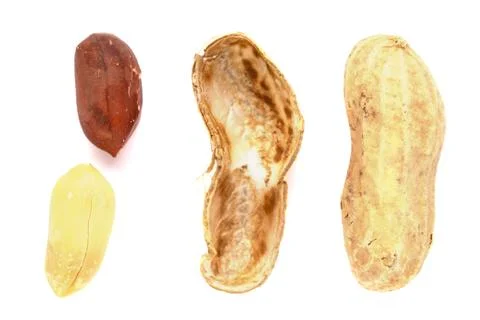 Two peanuts with the shell next to them on a white background Stock Photos