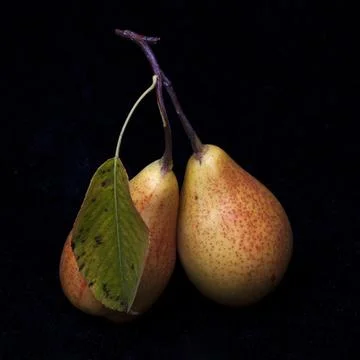 Two pears on a black background Stock-Fotos
