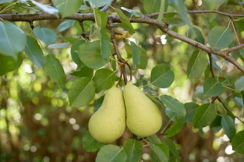 Two pears on a branch Foto stock