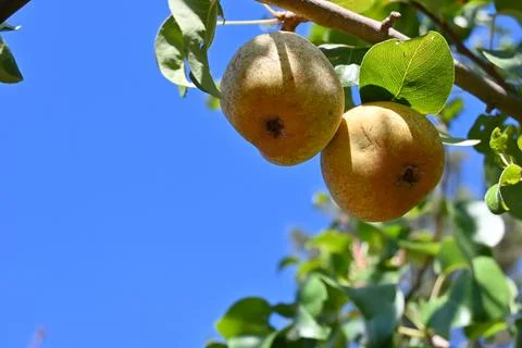 Two pears growing on a tree against blue sky Stock Photos