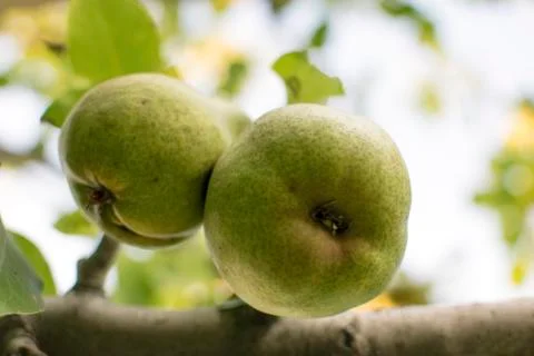 Two pears hang on a tree, a bottom view Stock Photos