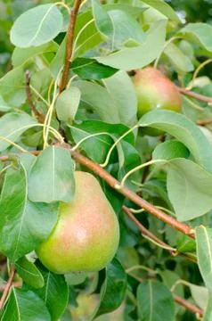 Two pears hanging on the branch Stock Photos