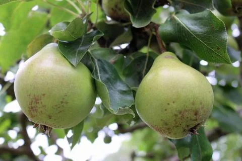 Two pears hanging on a tree Stock Photos